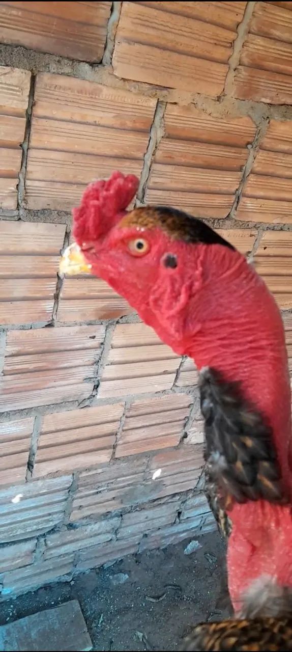 Frango indio polaco