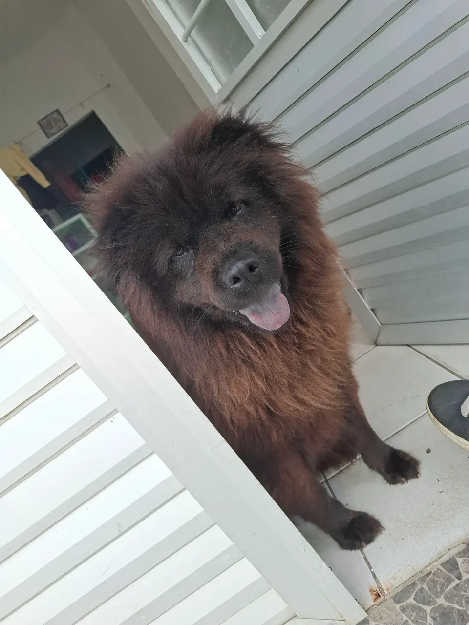 CHOW CHOW FEMEA CASTRADA ADOÇÃO