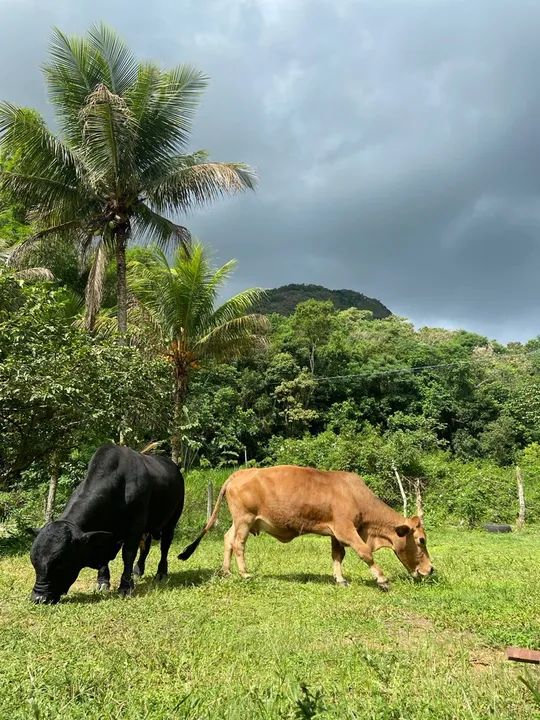 Casal de mini boi  - Foto 5
