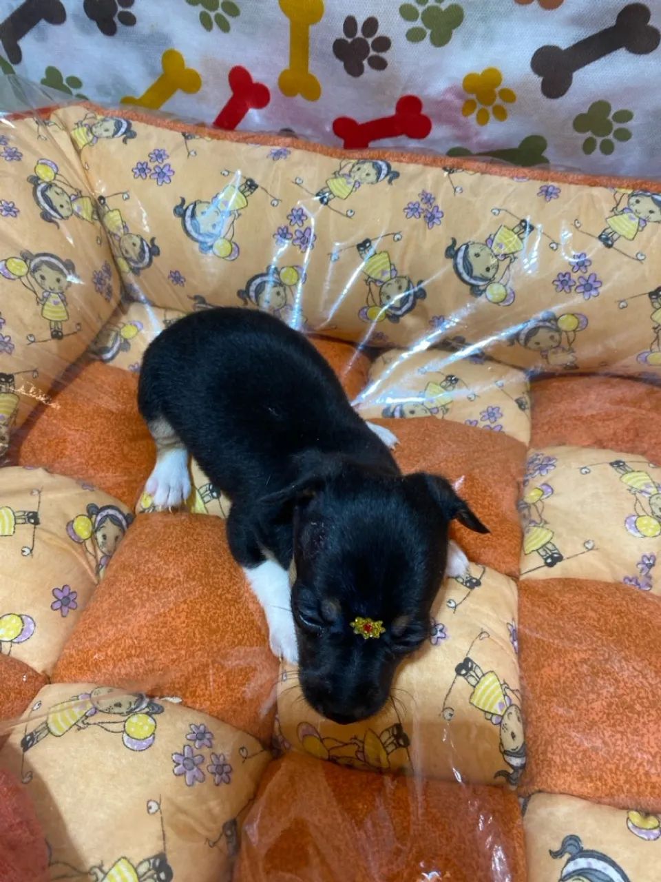 Filhotes de Pinscher fêmea zero