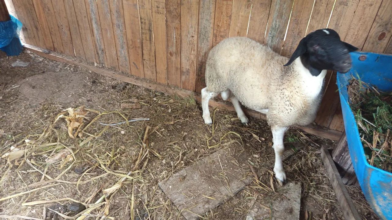 Borrego para venda - Foto 3