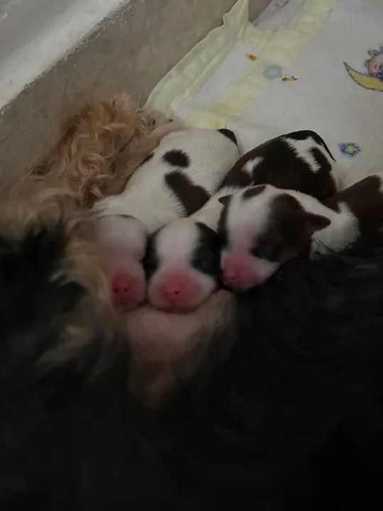 Filhotes Shih Tzu - Venda sob Contrato - Foto 2