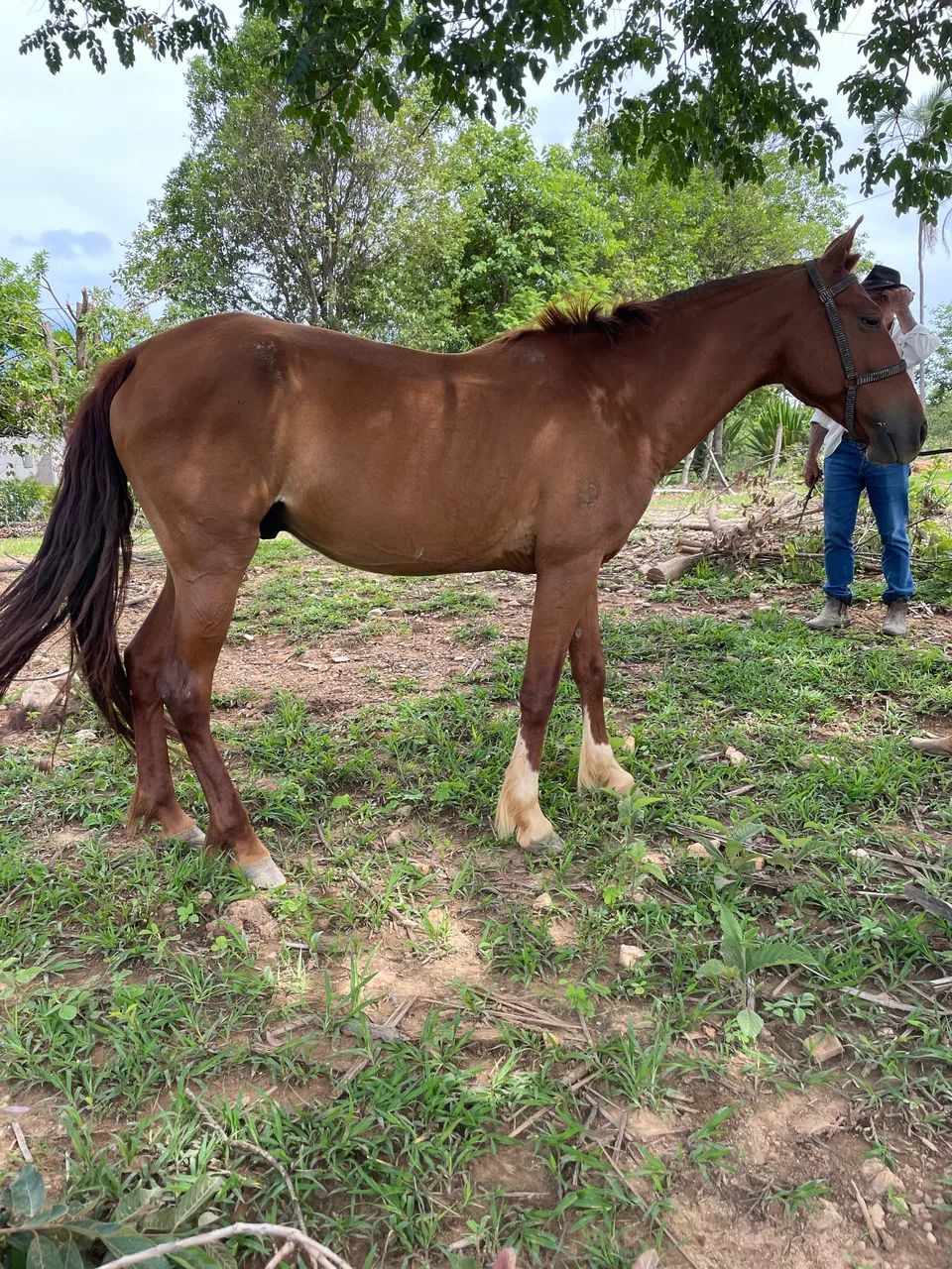 Vendo cavalo macha batida , muito esperto  - Foto 4