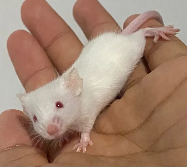 Camundongos saudáveis para pet ou alimentação. - Foto 2