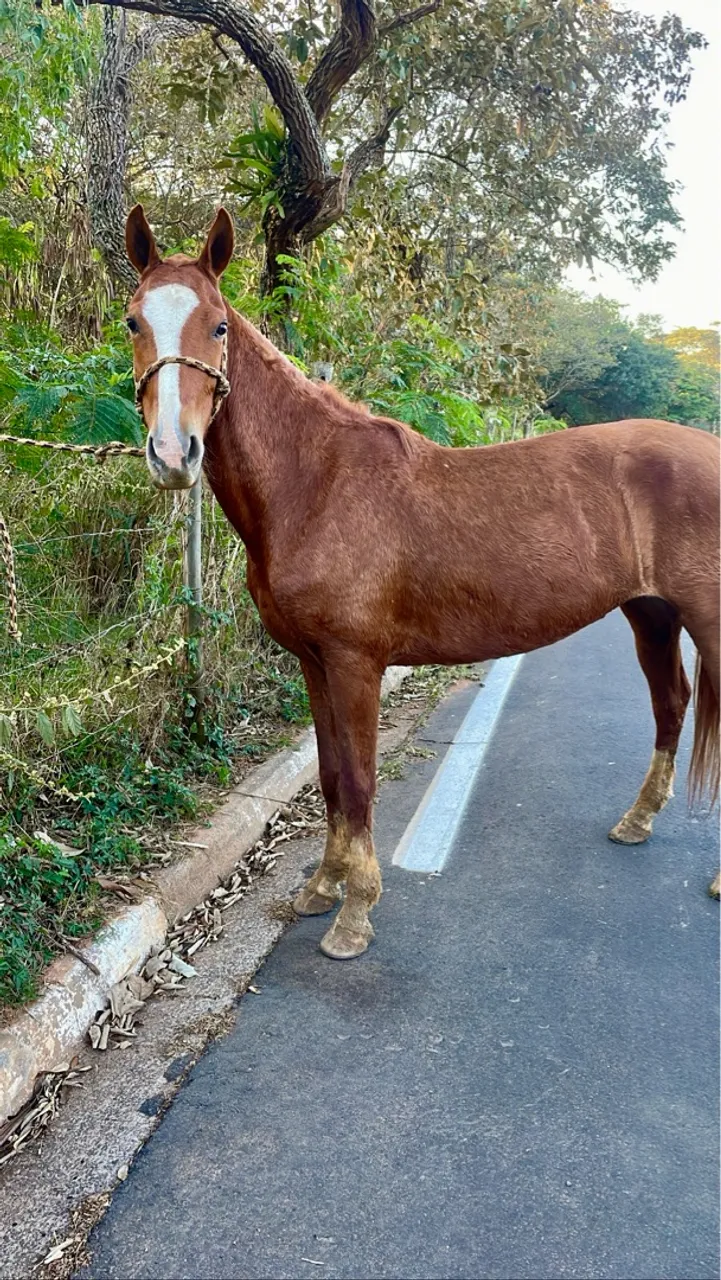 Égua alazã