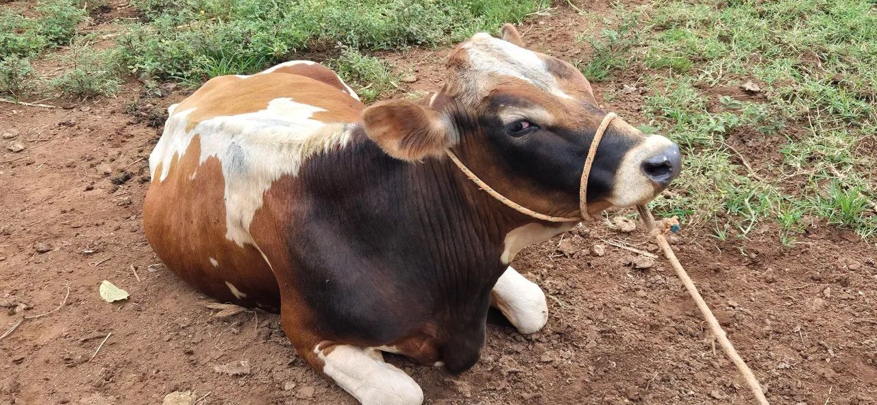 Touro Jersey puro - Foto 3