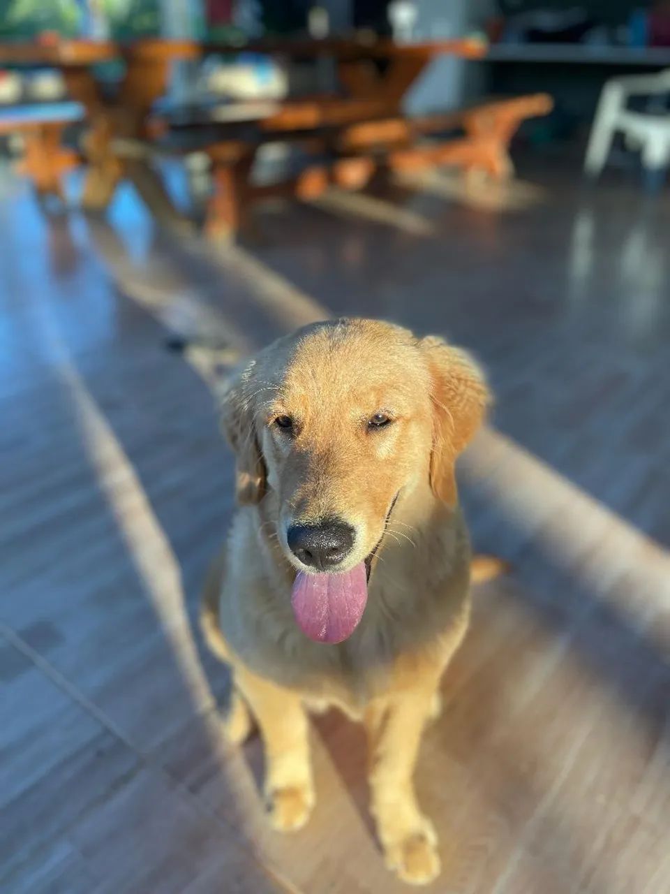 Golden Retriever Fêmea com Pedigree  - Foto 4