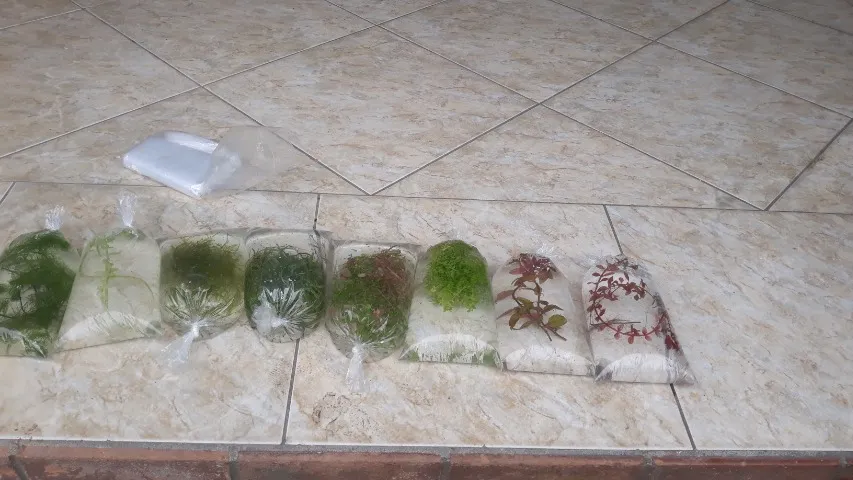 Plantas para aquário plantado