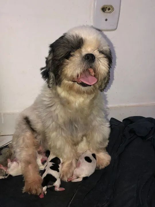 Cachorro lindo filhote de shih Tzu  - Foto 4