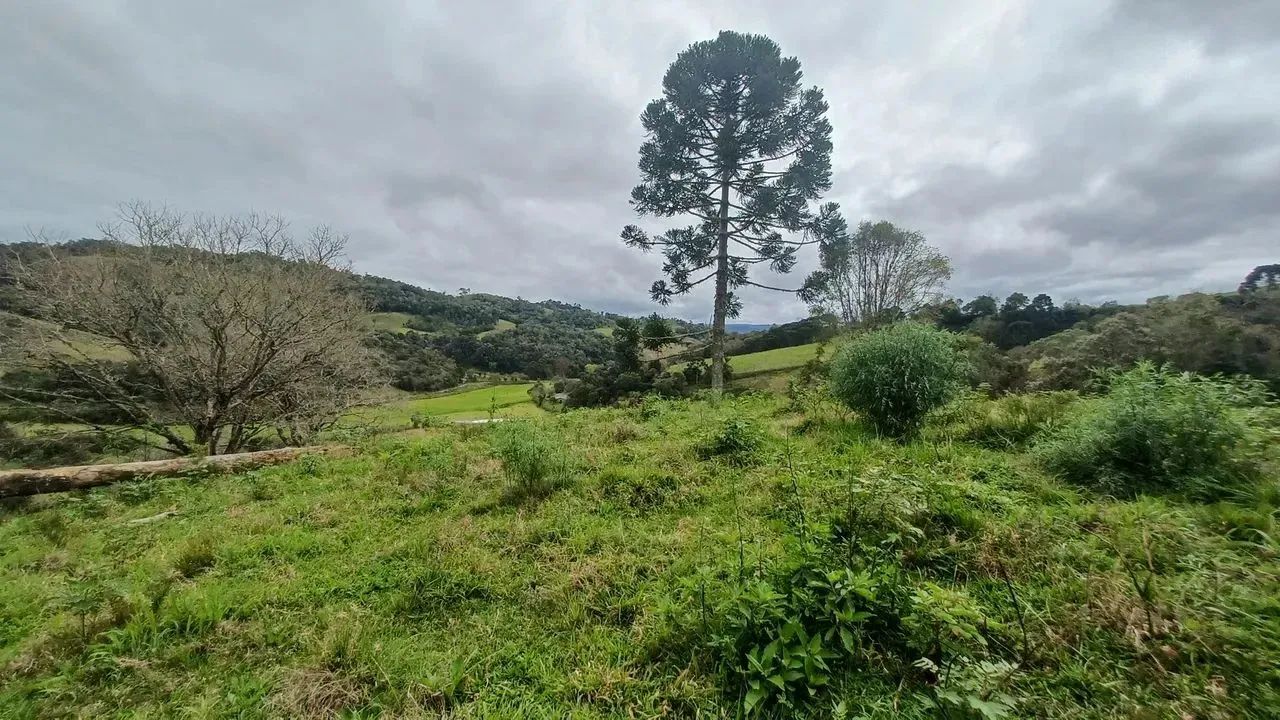 Fazenda/Sítio/Chácara para venda possui 20000 metros quadrados em Pedra Branca - Alfredo W - Foto 9