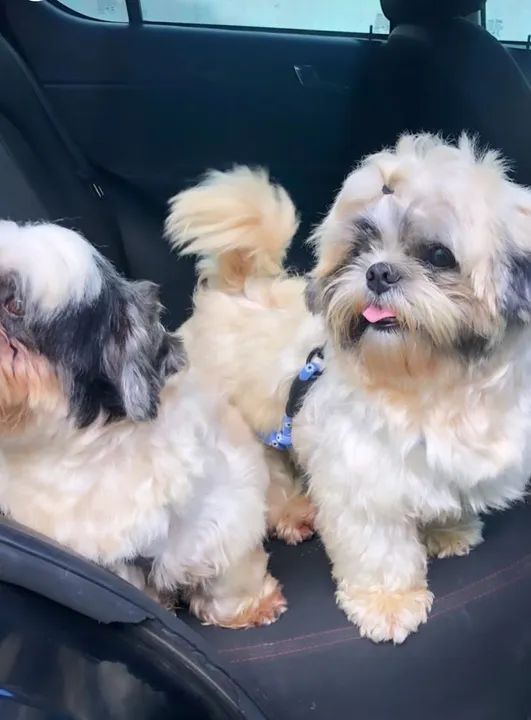 Cachorro lindo filhote de shih Tzu 