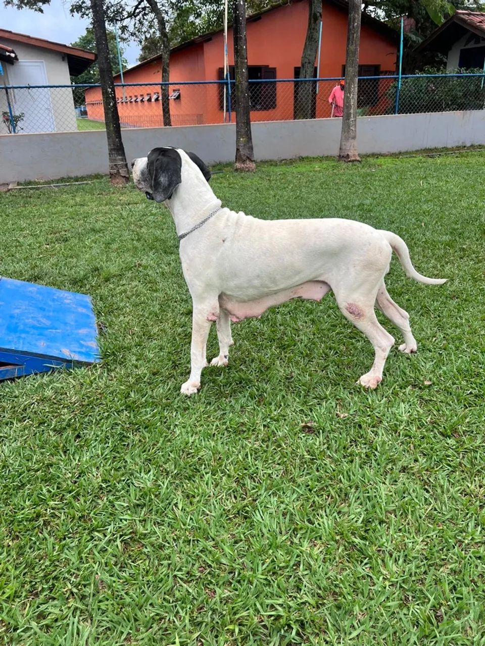 Dogue alemão fêmea  - Foto 3