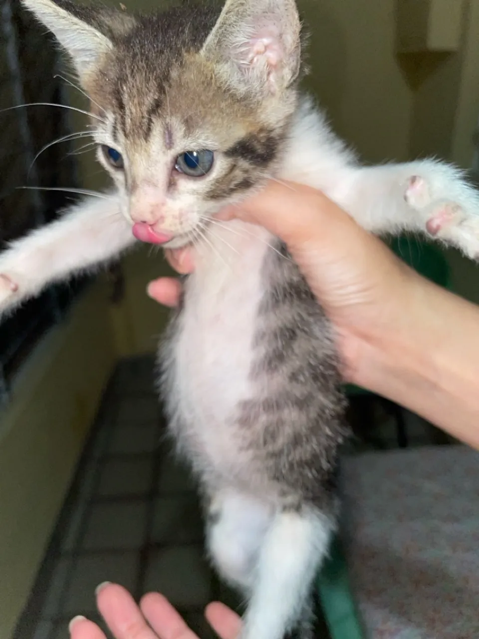 Gatinho filhote para adoção