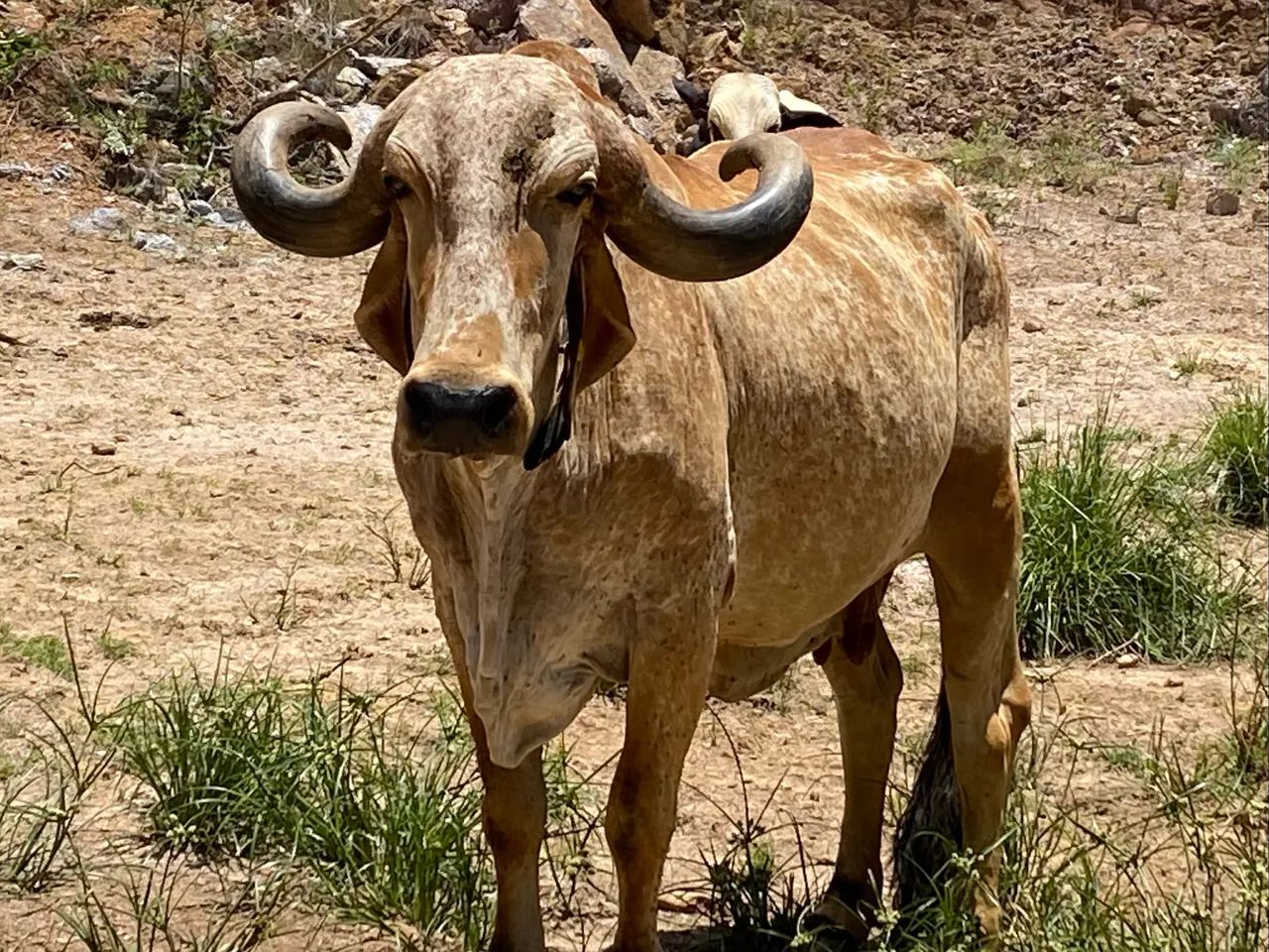 Vende-se vacas e bezerros - Foto 2