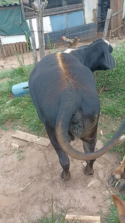 Mini boi casal  - Foto 6