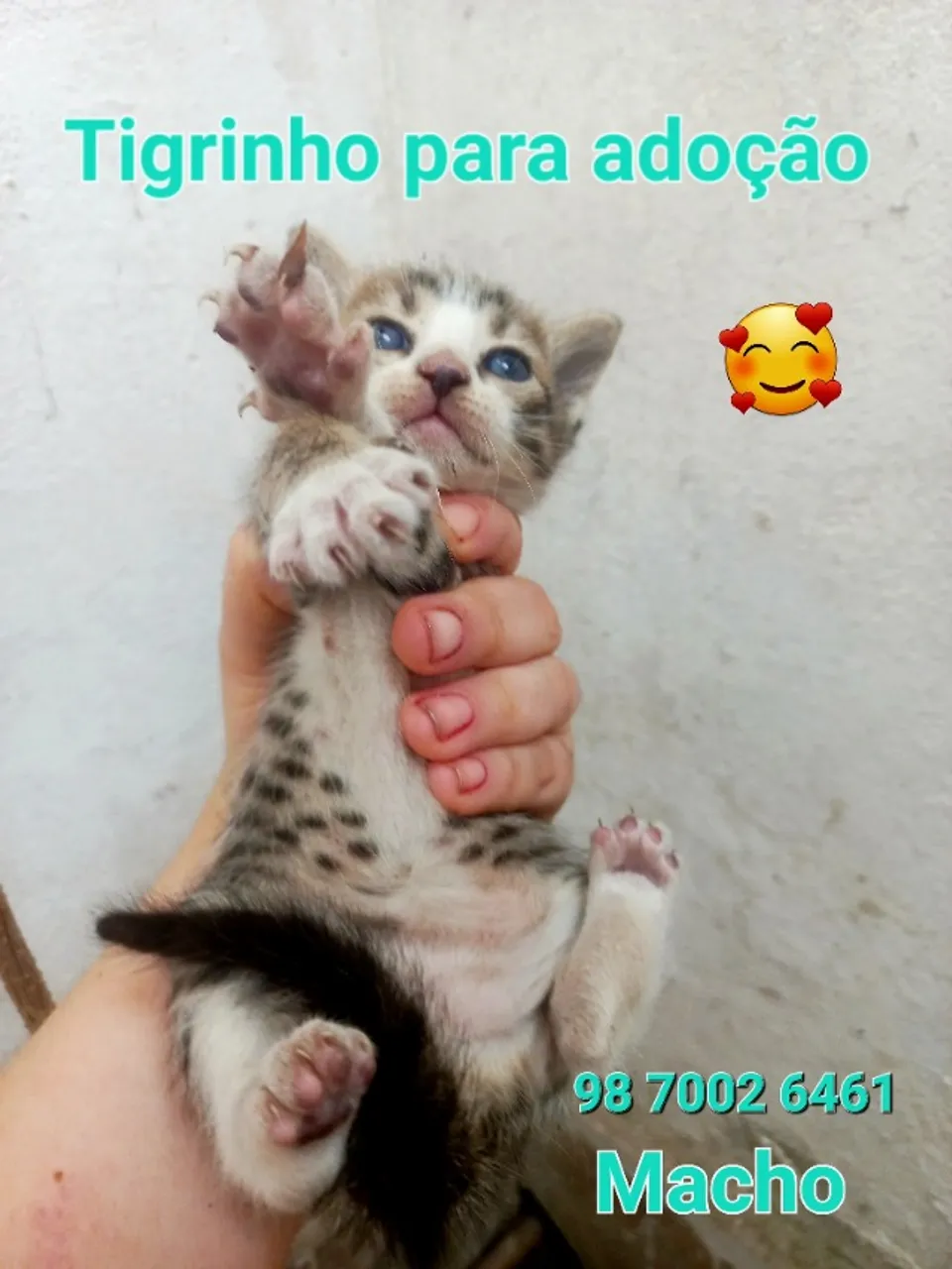 Gato macho para adoção.