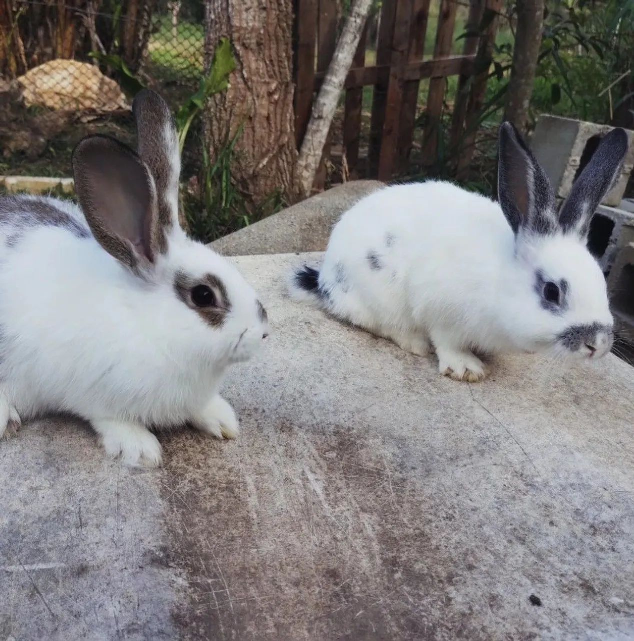 Coelhos de 3 meses 64169288319363124
