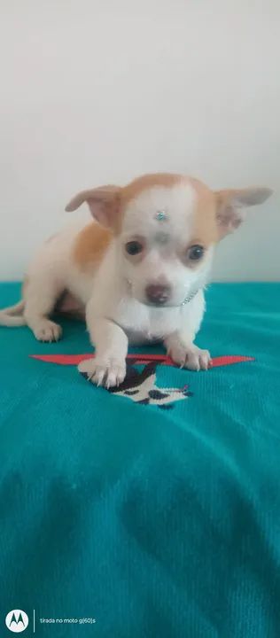 Vendo lindíssima filhote de chihuahua fêmea particular super promoção  - Foto 3