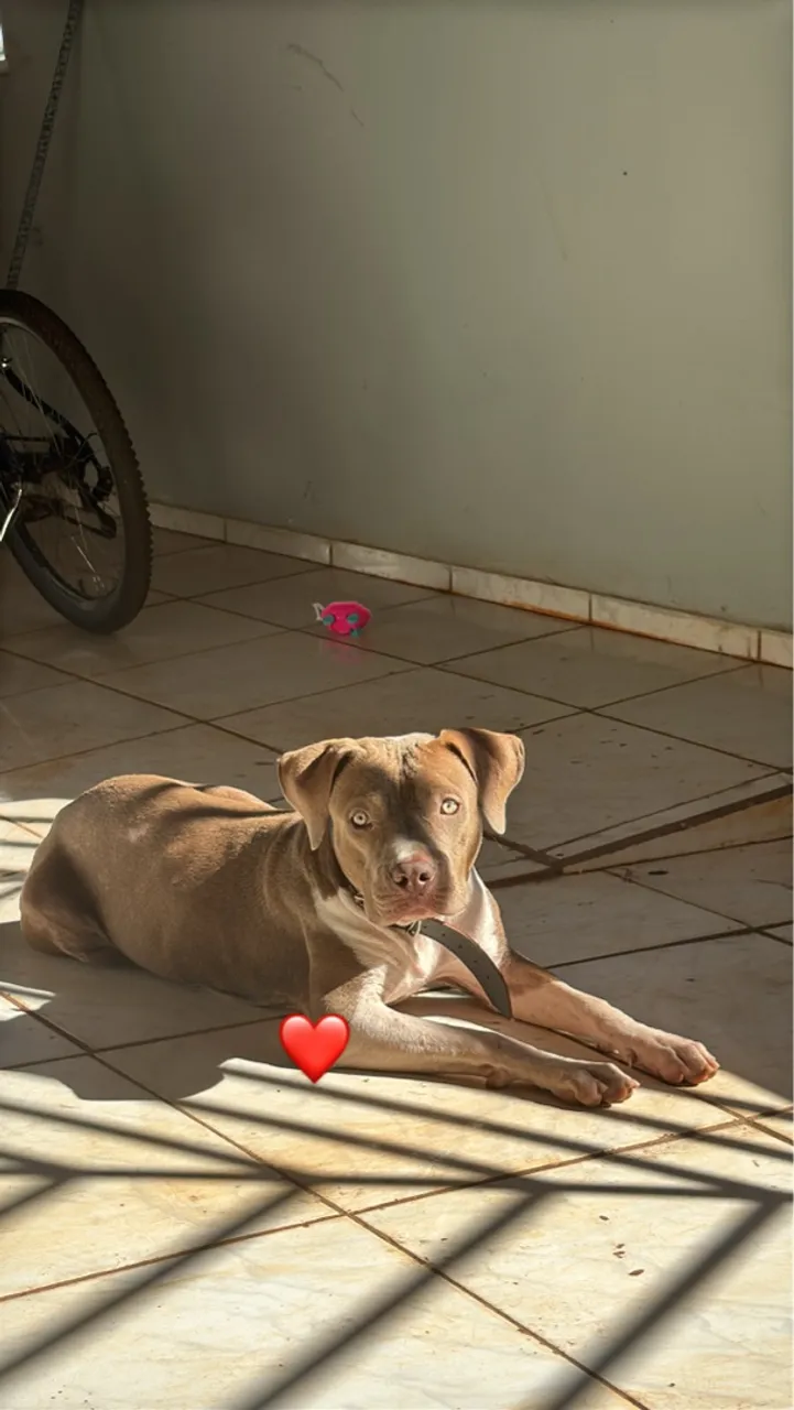 Pitbull lindo e carinhoso