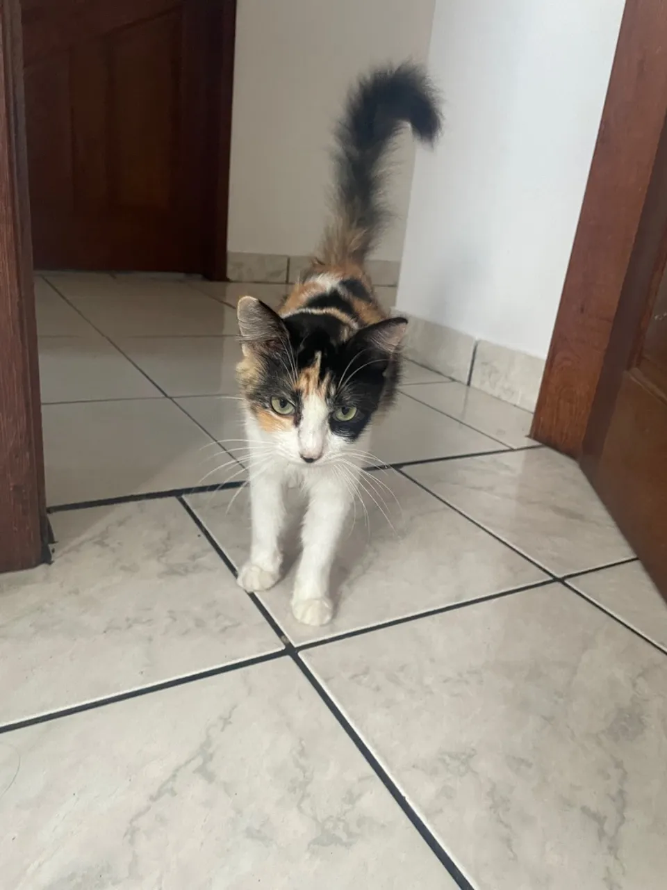 Gatinha Tricolor Charmosa para Adoção
