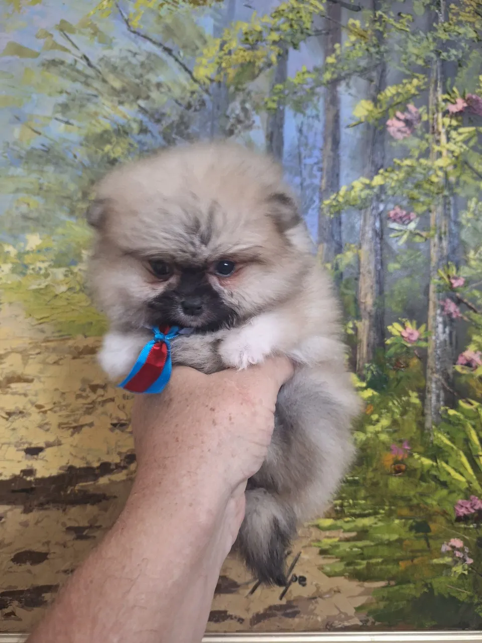 Spitz anão