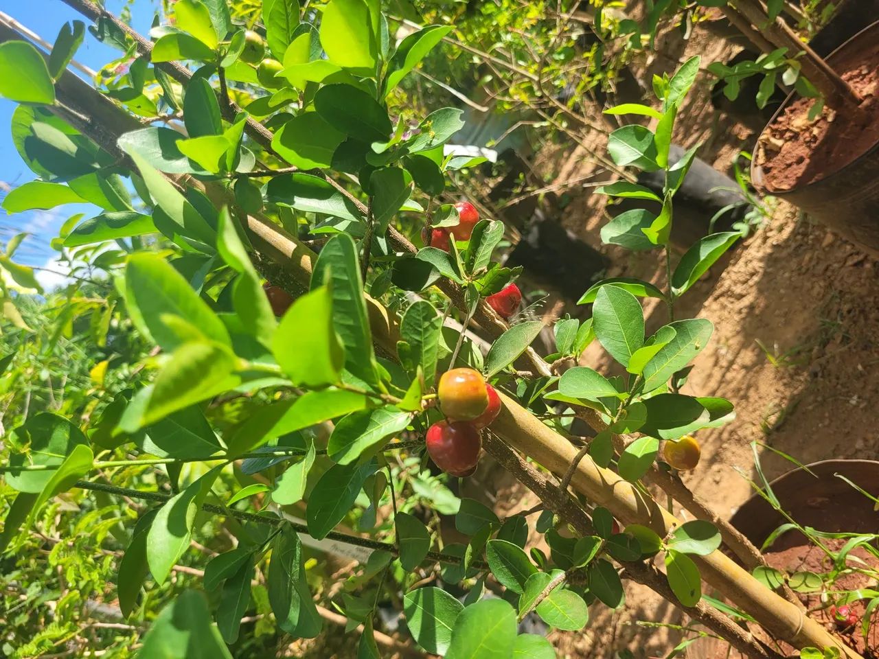 Mudas Frutíferas Enxertadas  - Foto 4