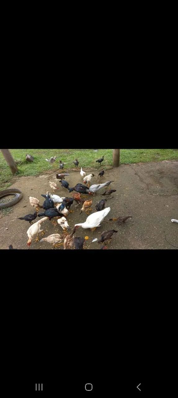 Frangos e galinhas indiana para venda - Foto 2