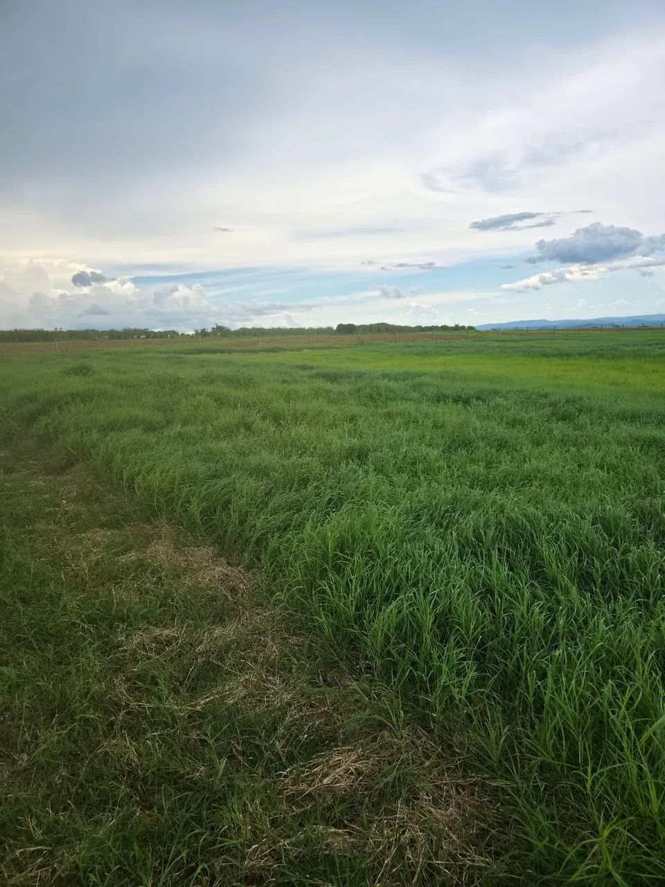 Mudas de tifton 85 - Foto 4