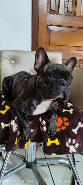 Bulldog machinhos com pedigree  - Foto 5