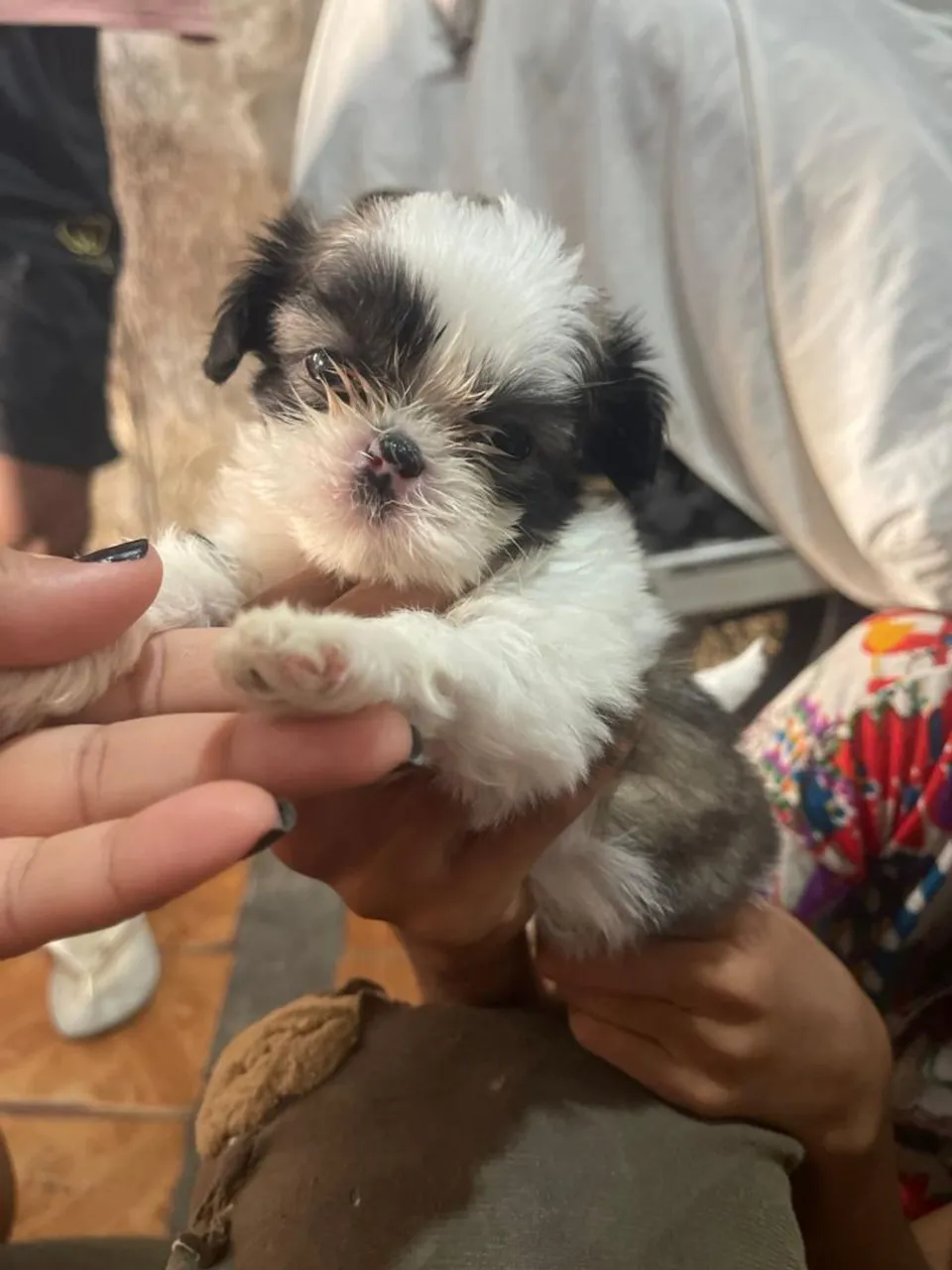 Filhote Shih Tzu fêmea