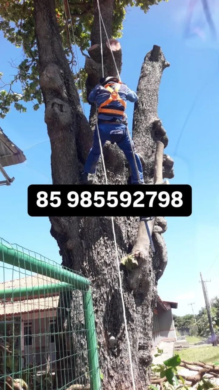 PODA DE ÁRVORES ORÇAMENTO GRÁTIS 