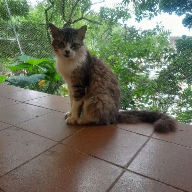 Gata para adoção urgente em São Vicente