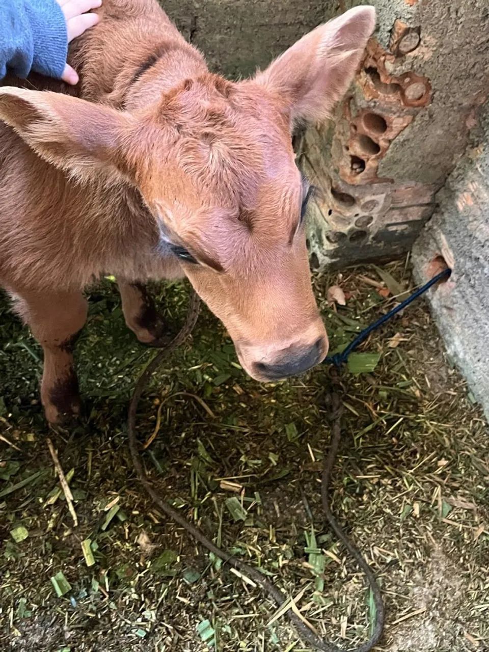 Bezerro - Saudável e Bem Cuidado - Foto 2