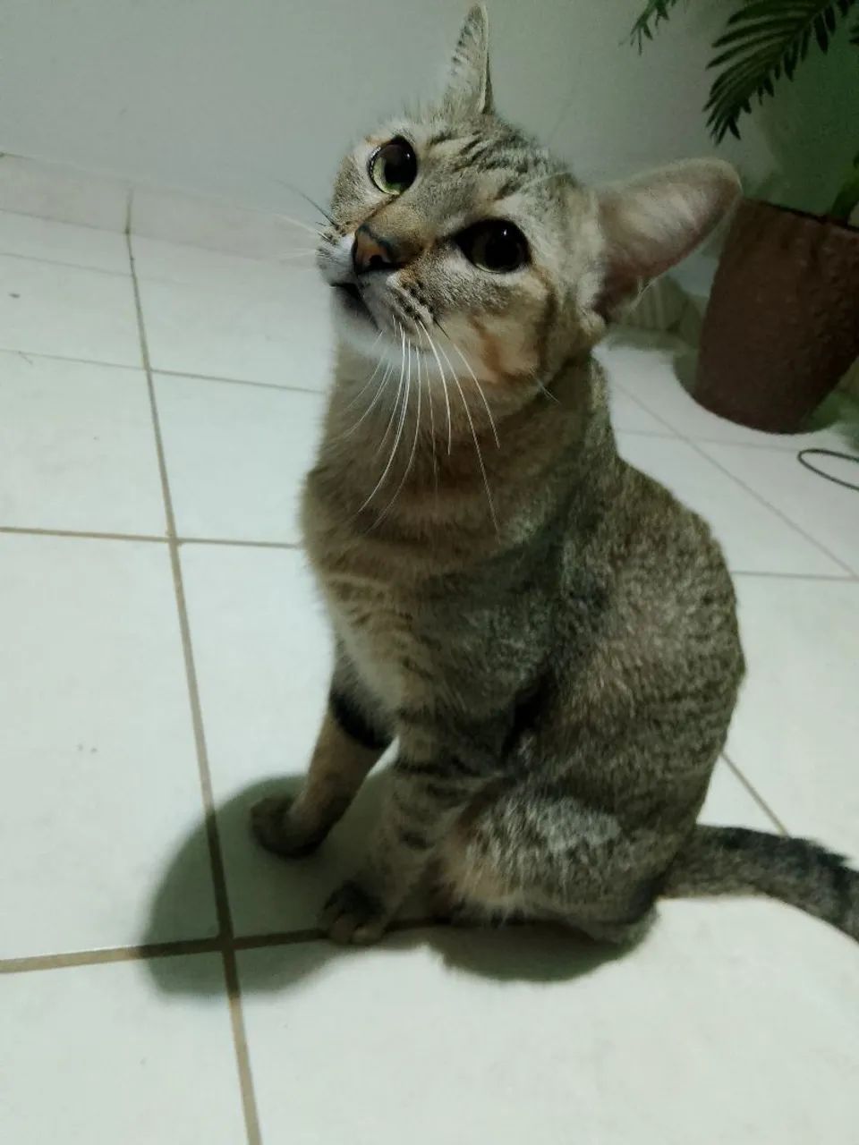 Gatinha fofa para adoção ? - Foto 4