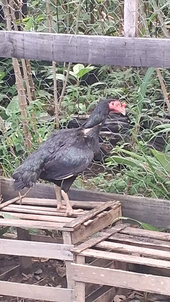 Galinha e frango