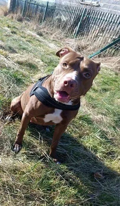 DOAÇÃO DE PITBULL REDNOSE FÊMEA 