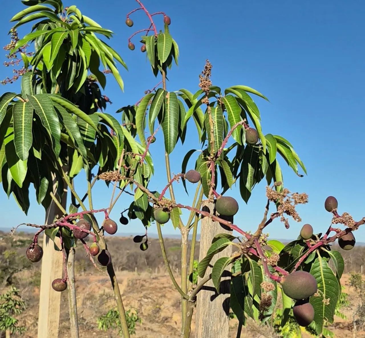 Chácara de mil metros joia do cerrado  - Foto 10