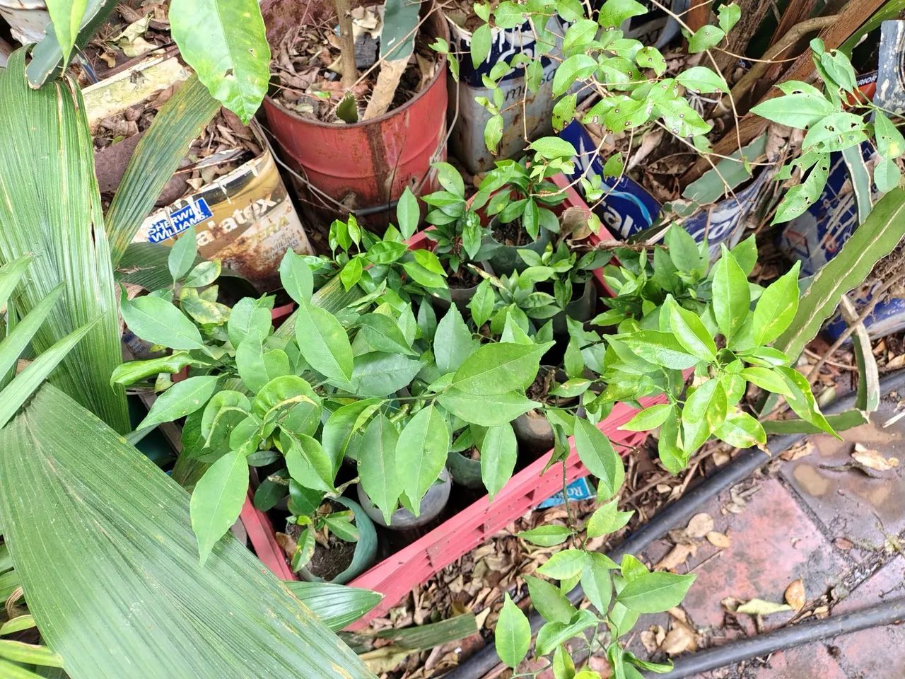 MUDAS DE MEXERICAS,COM 03 A 05 ANOS - Foto 3