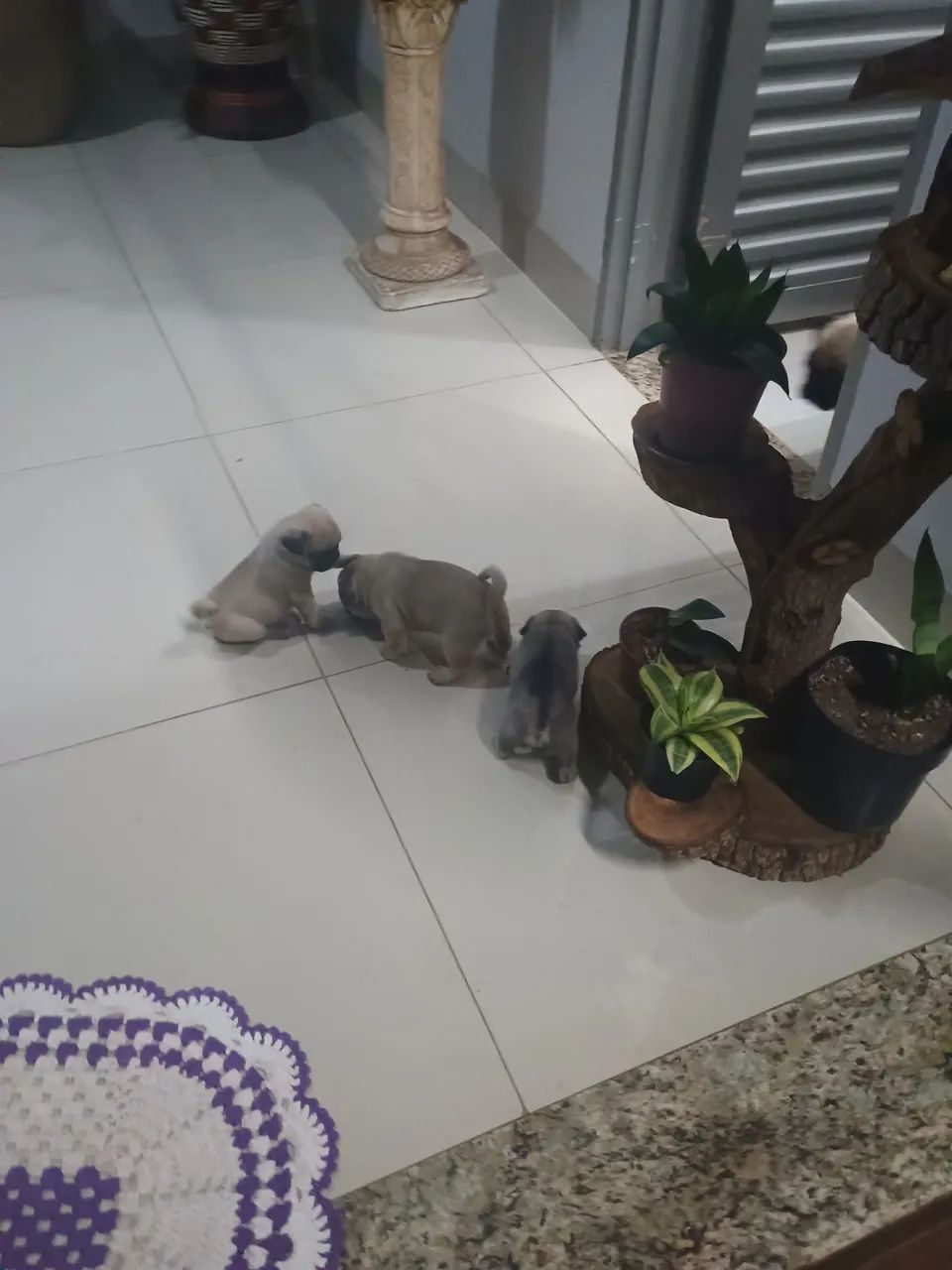 Filhotes de Pug (machinho) raça pura!! - Foto 2