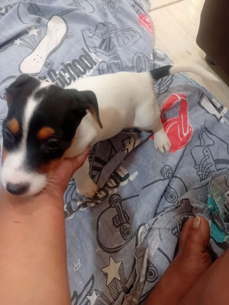 Filhote de Jack Russel *  - Foto 2
