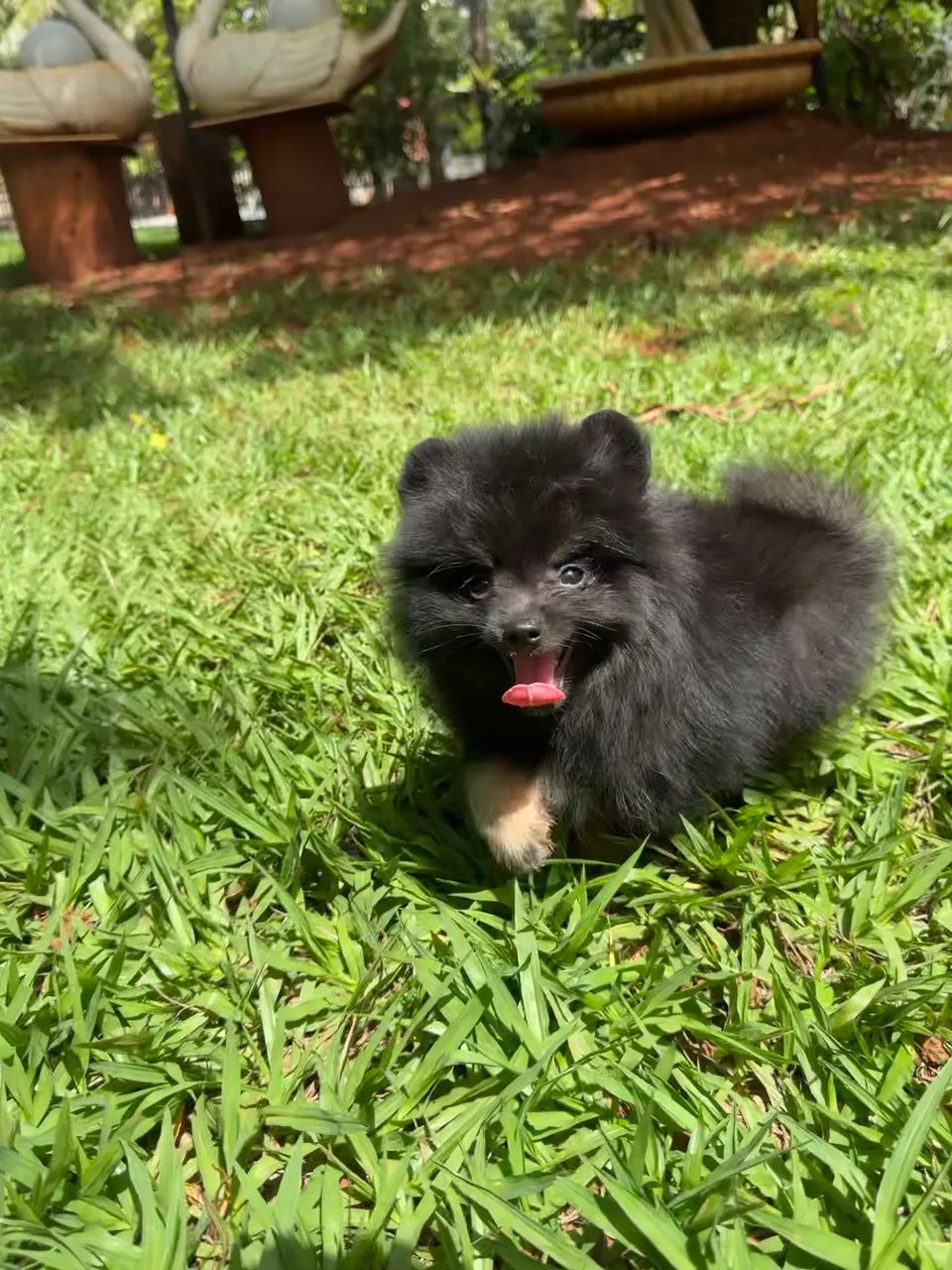 Lulu da Pomerania Anão  - Foto 3