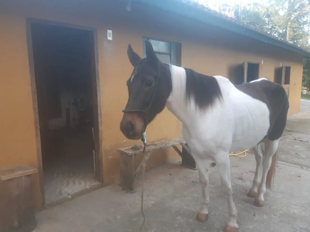 Cavalo femea egua mangalarga machadora - Foto 4