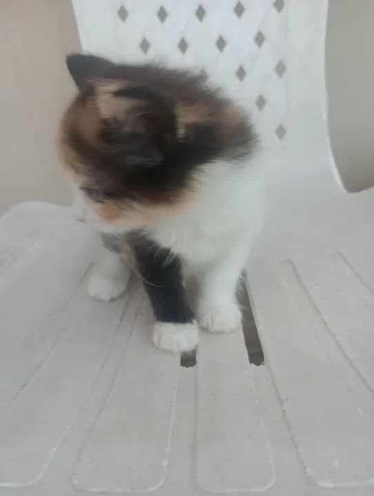 Gatinhos fofinhos para adoção - Foto 5