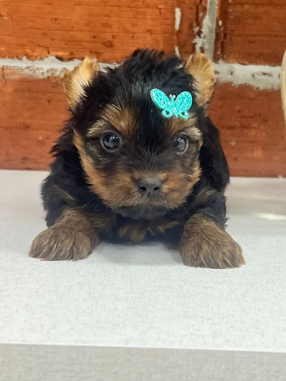 Filhote de Yorkshire Terrier disponível!