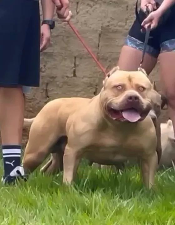 Pit Monster disponível a coberturas 