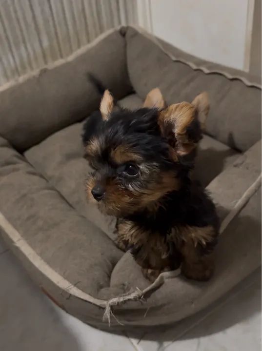 Yorkshire Terrier filhote micro $1.200,00 - Foto 5