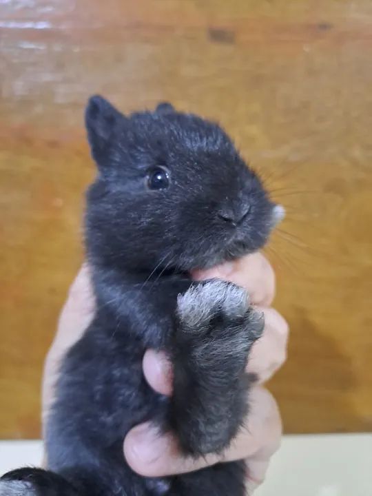 Mini coelho  - Foto 6