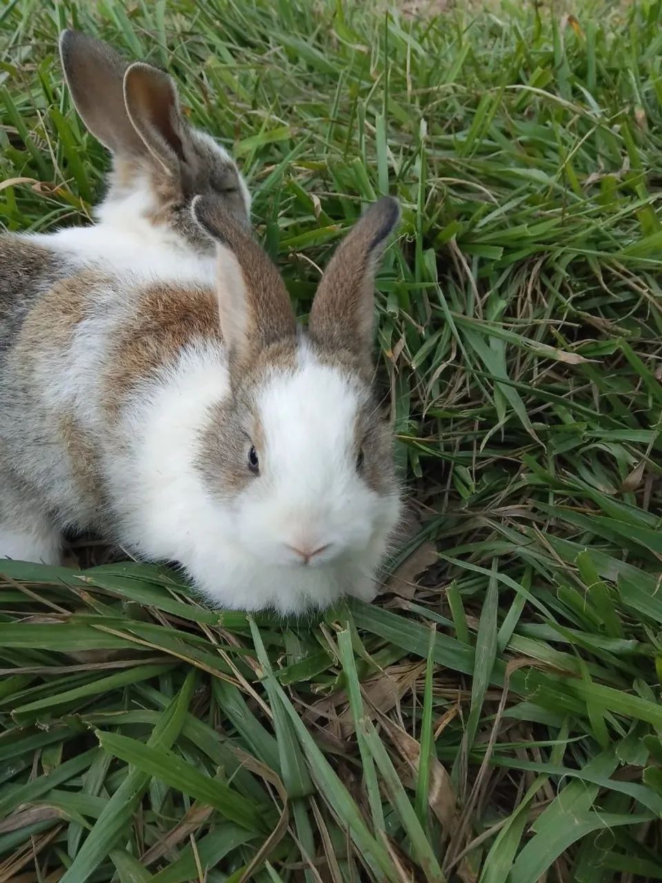 coelho filhotes com 5 semanas - Foto 3