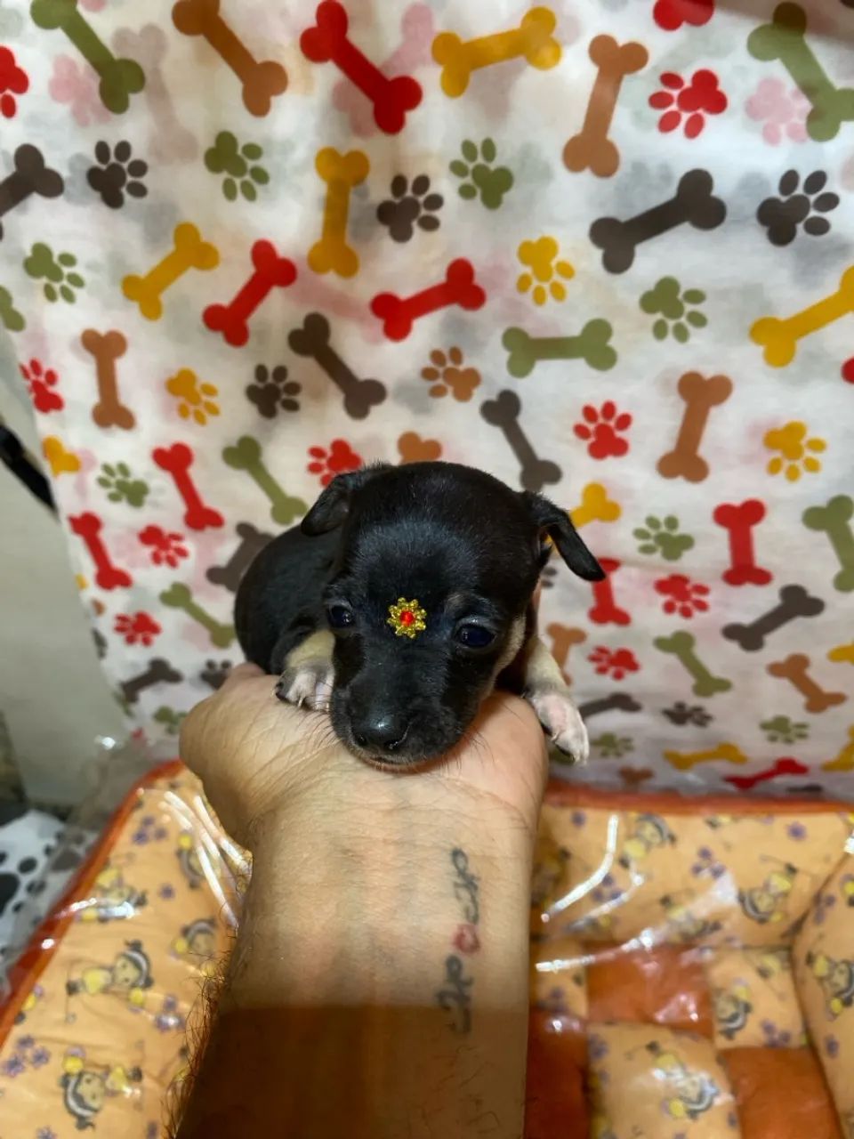 Filhotes de Pinscher fêmea zero - Foto 2