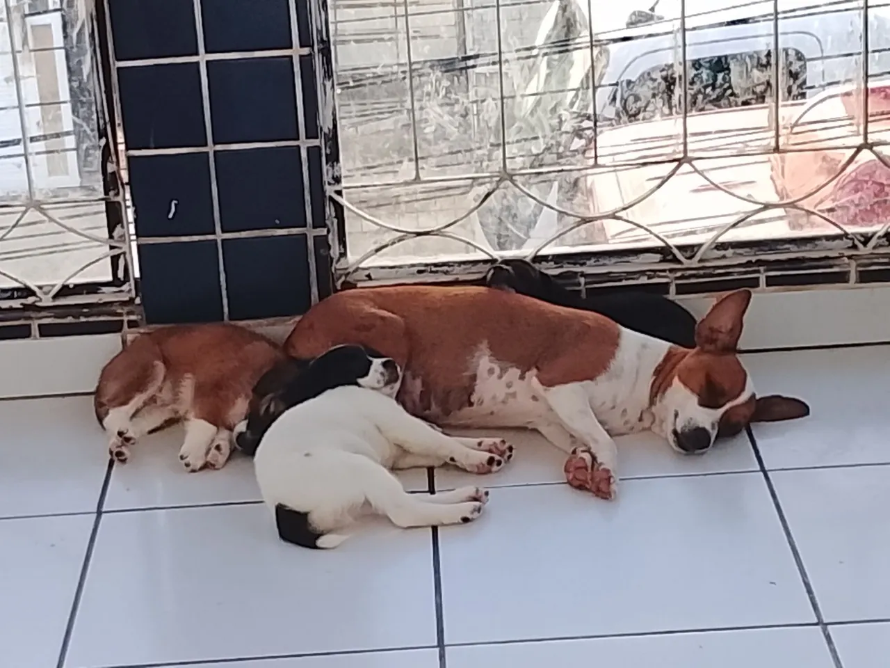 Filhotes de cães